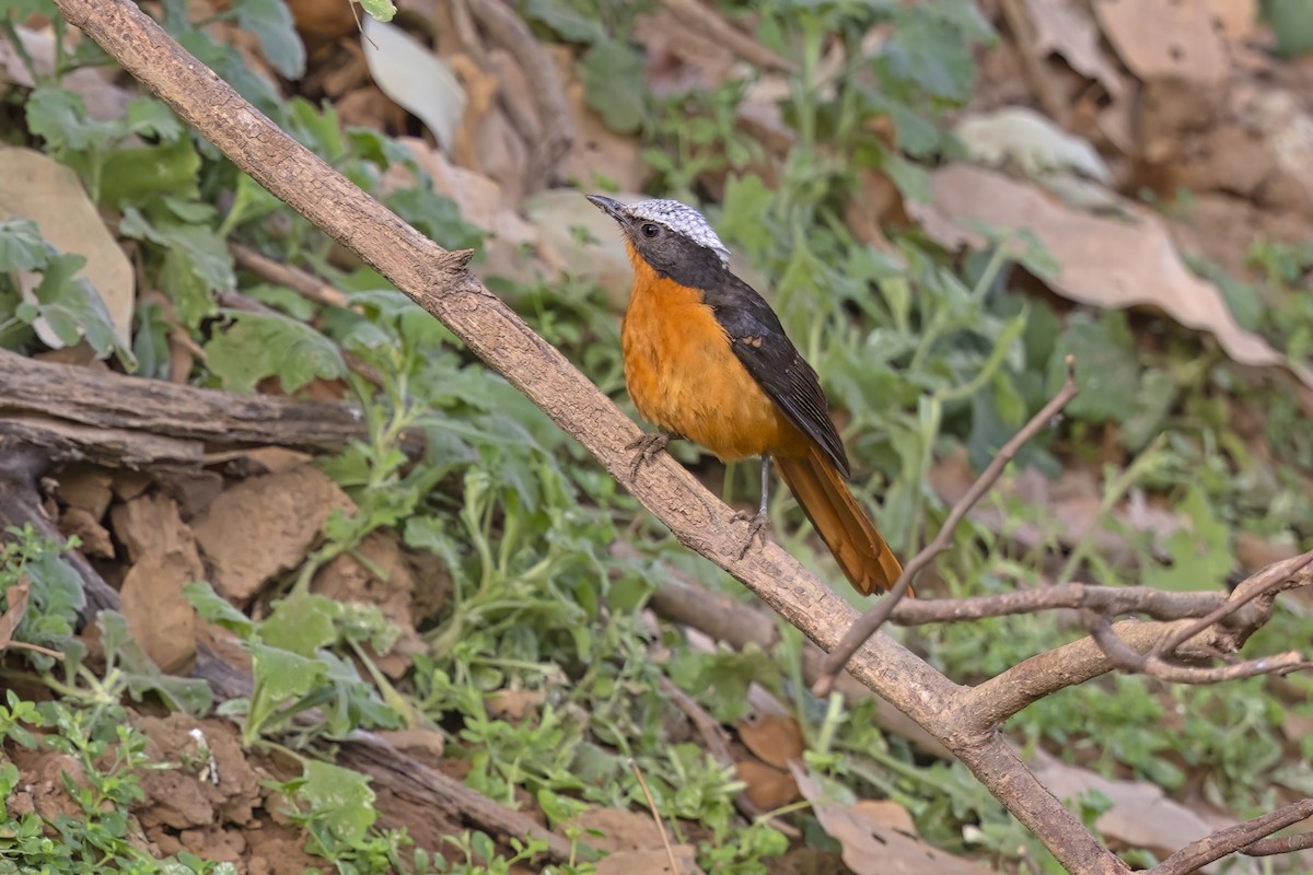 White-crowned Robin-Chat - ML617818097