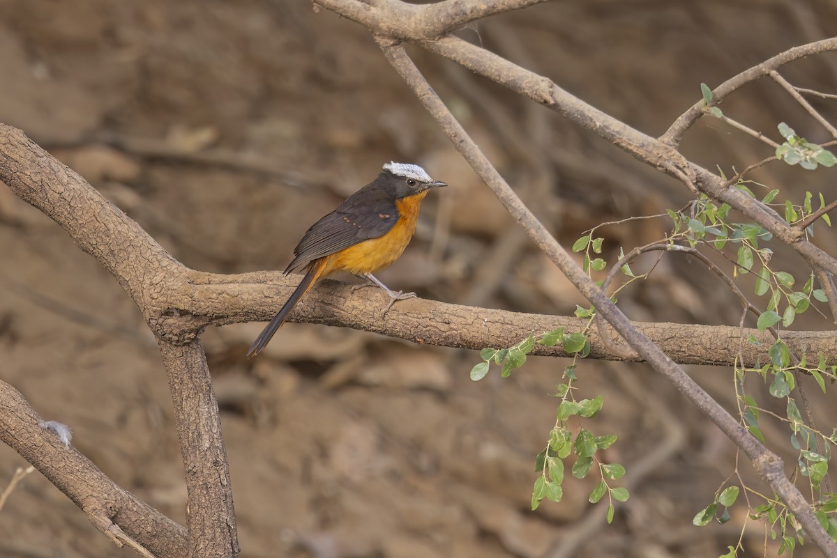 White-crowned Robin-Chat - Marco Valentini