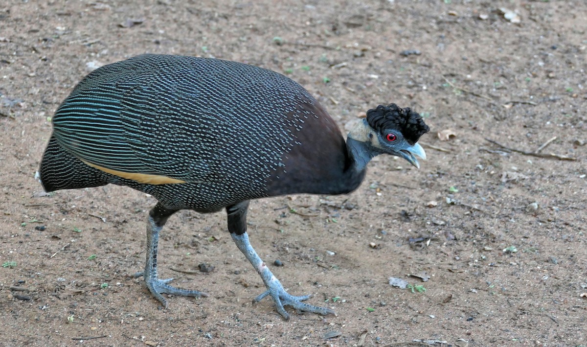 Southern Crested Guineafowl - ML617818103