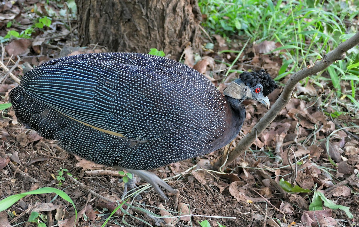 Southern Crested Guineafowl - ML617818106