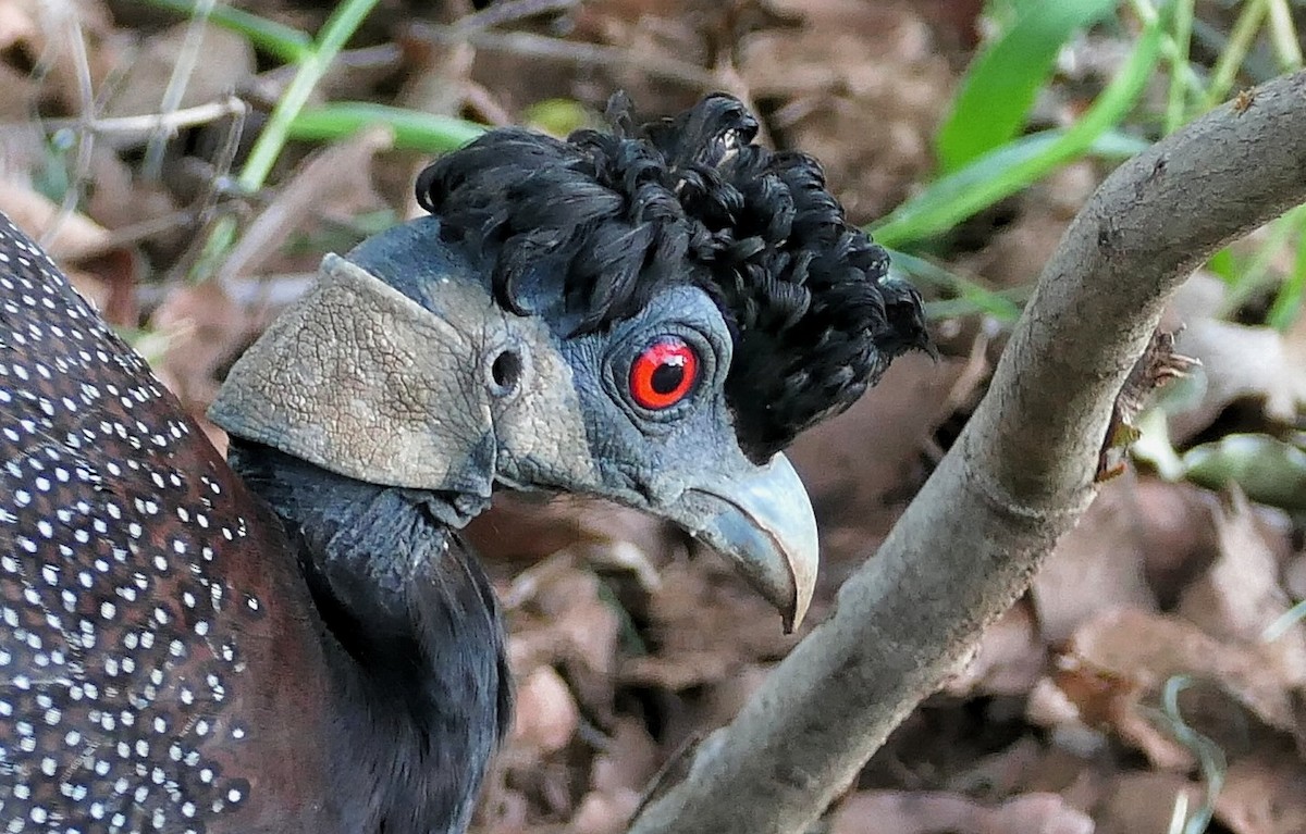 Southern Crested Guineafowl - ML617818109