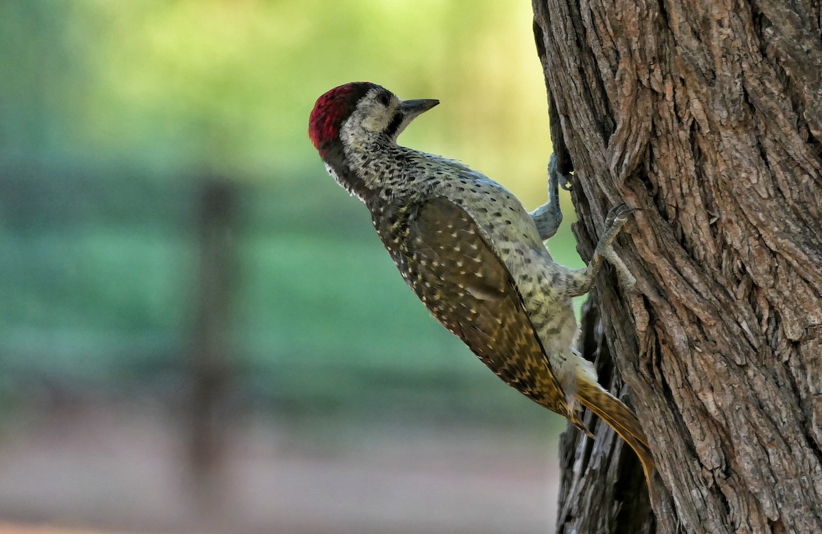 Bennett's Woodpecker - ML617818130