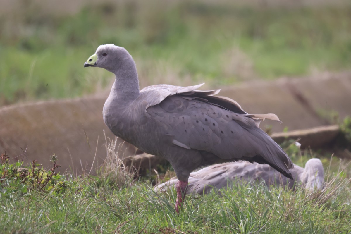 Cape Barren Goose - GEOFFREY SHINKFIELD