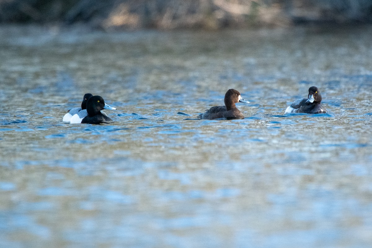 Greater Scaup - Christopher Laplante