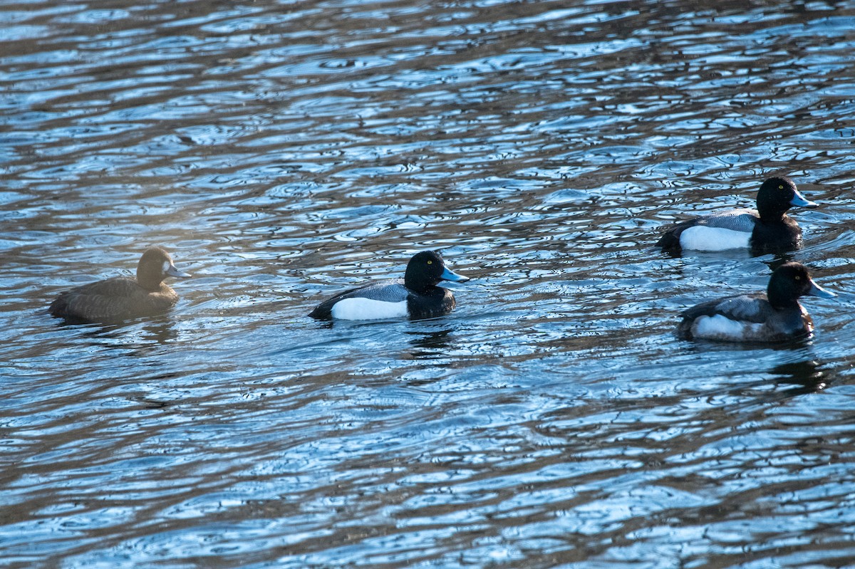 Greater Scaup - ML617818137