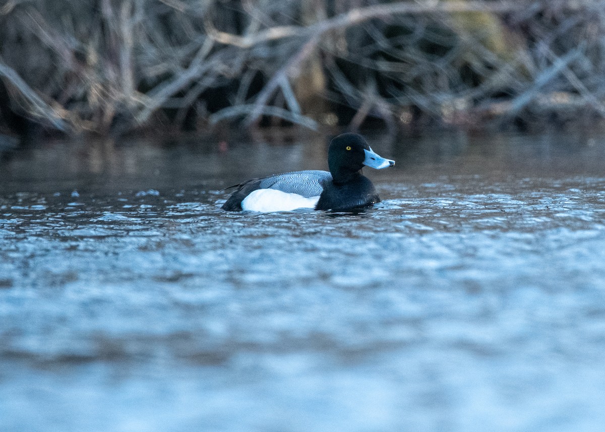Greater Scaup - ML617818138
