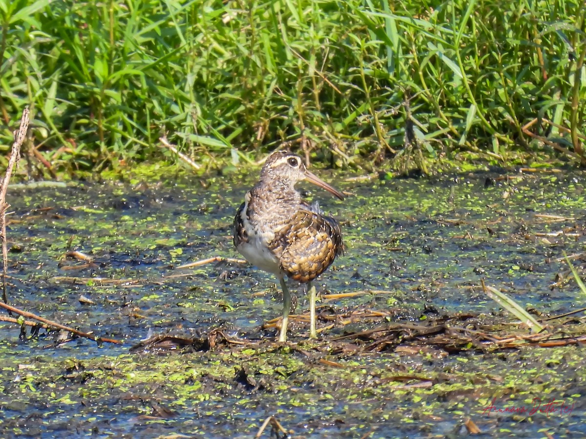 Greater Painted-Snipe - ML617818141