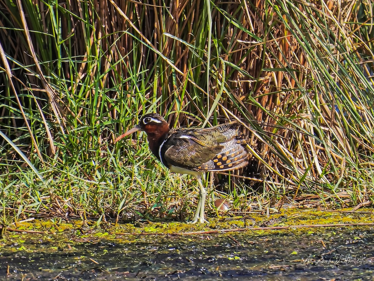 Greater Painted-Snipe - ML617818143