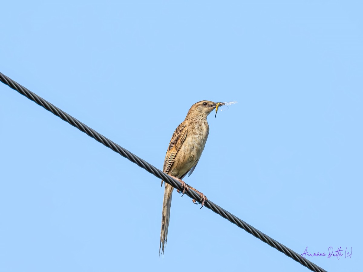 Striated Grassbird - ML617818168
