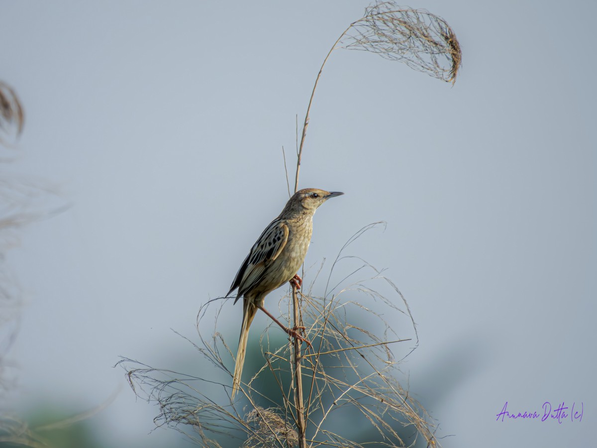 Striated Grassbird - Arunava Dutta
