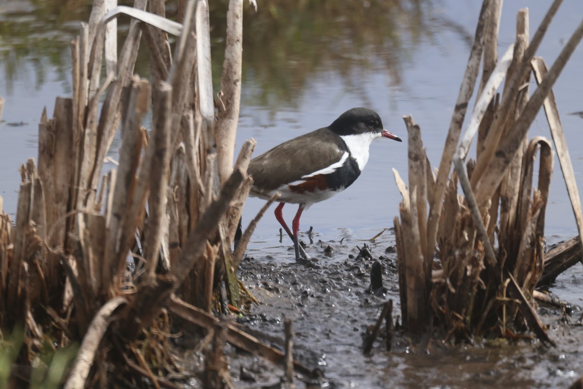 Red-kneed Dotterel - ML617818183