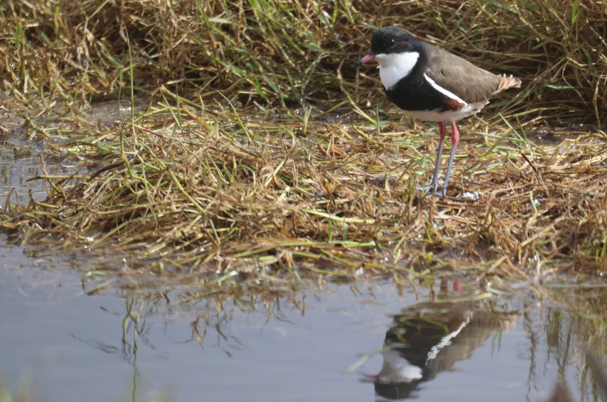Red-kneed Dotterel - ML617818187