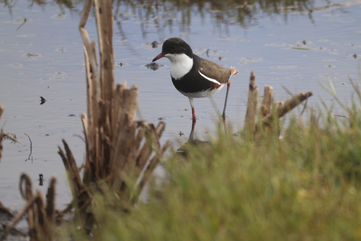 Red-kneed Dotterel - ML617818200