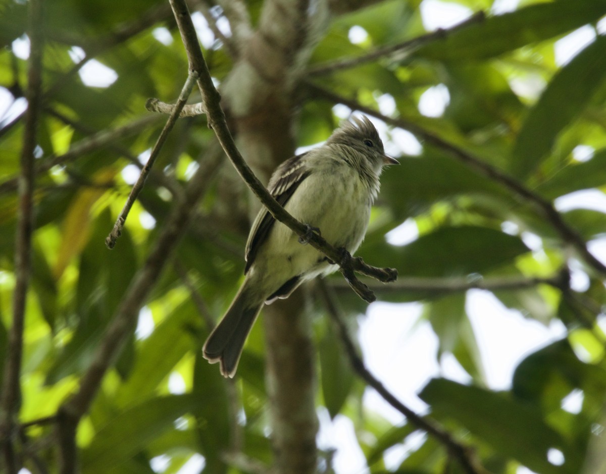 Northern Mouse-colored Tyrannulet - Randy Bumbury