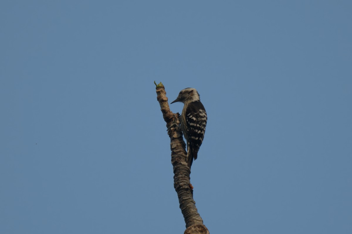Gray-capped Pygmy Woodpecker - ML617818257