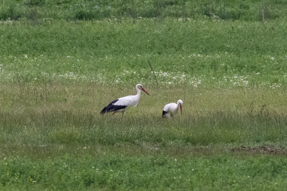 White Stork - ML617818270