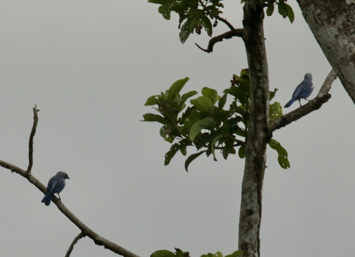 Blue-gray Tanager - ML617818304