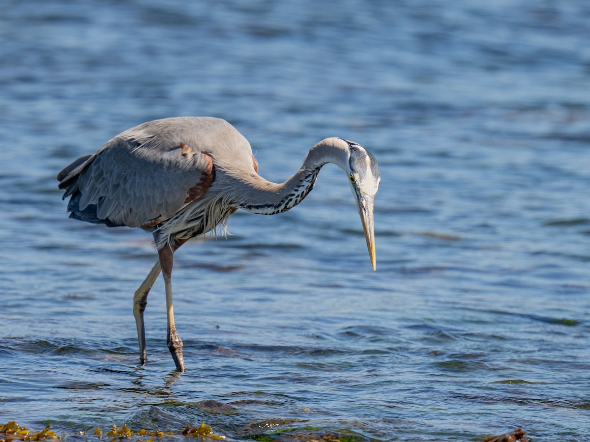 Great Blue Heron - Al Chase