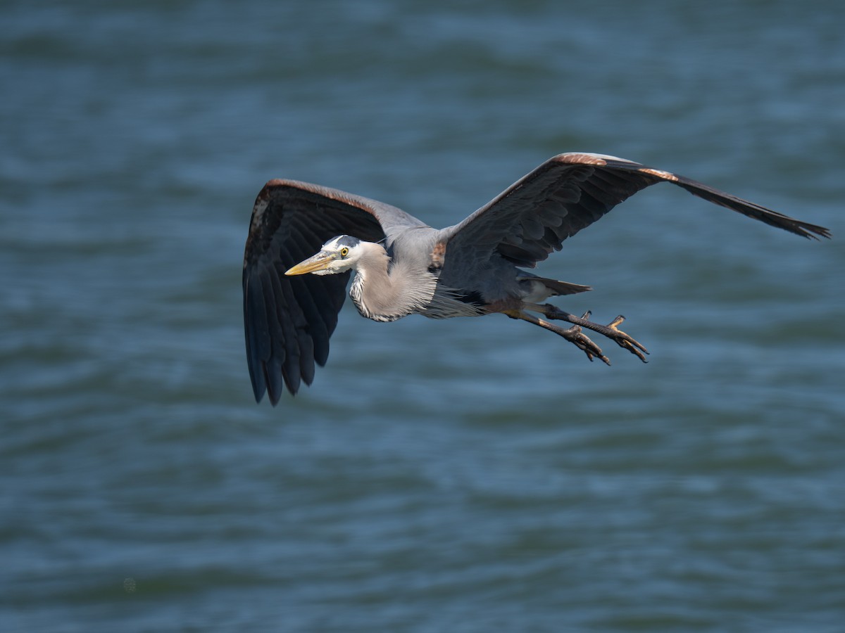 Great Blue Heron - Al Chase