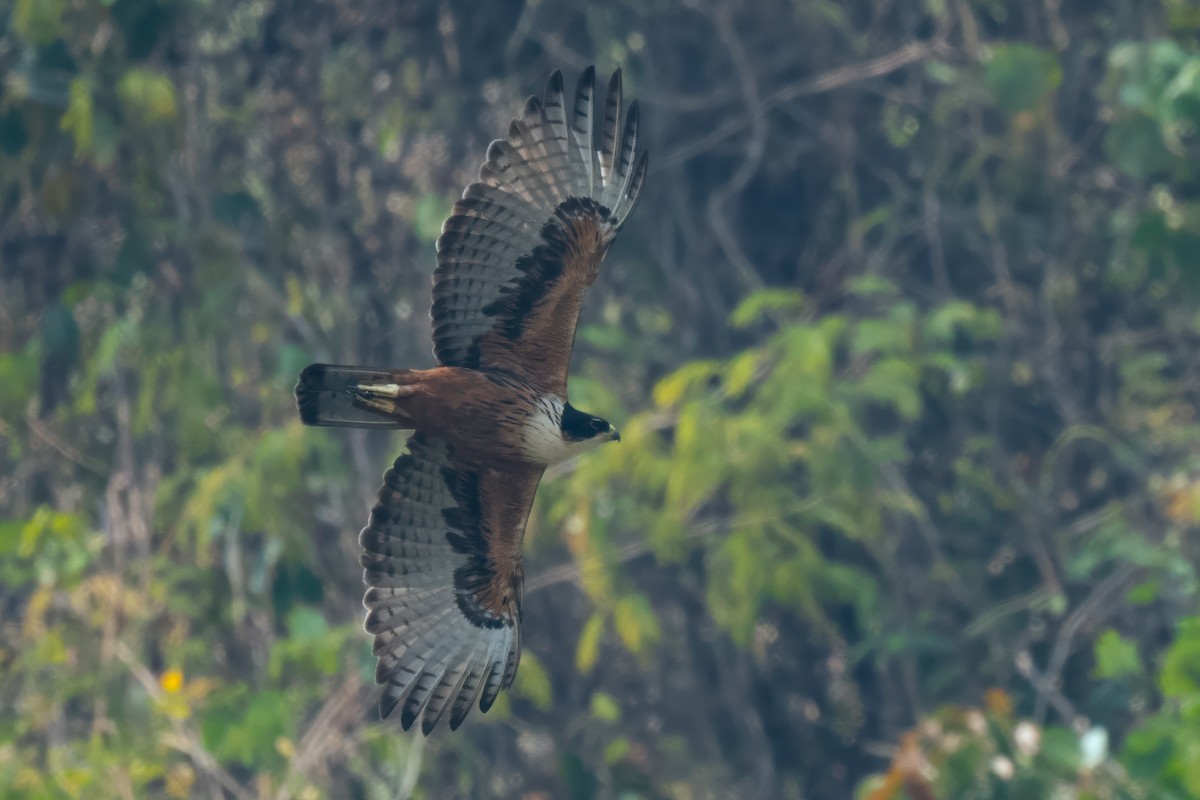 Rufous-bellied Eagle - ML617818333