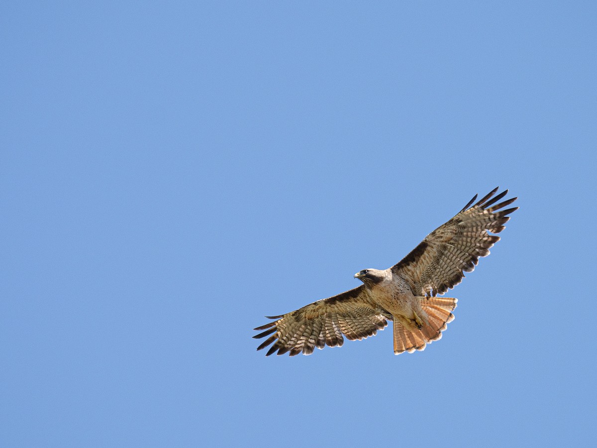 Red-tailed Hawk - ML617818338