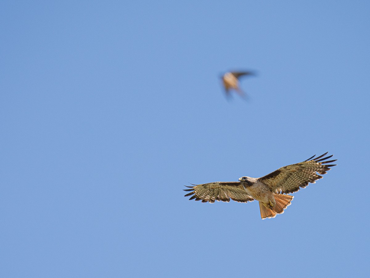 Red-tailed Hawk - ML617818339