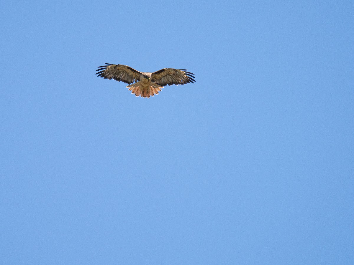 Red-tailed Hawk - ML617818340