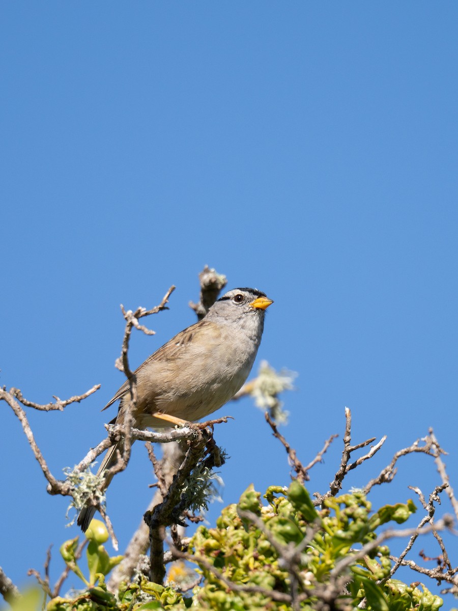 White-crowned Sparrow - ML617818348
