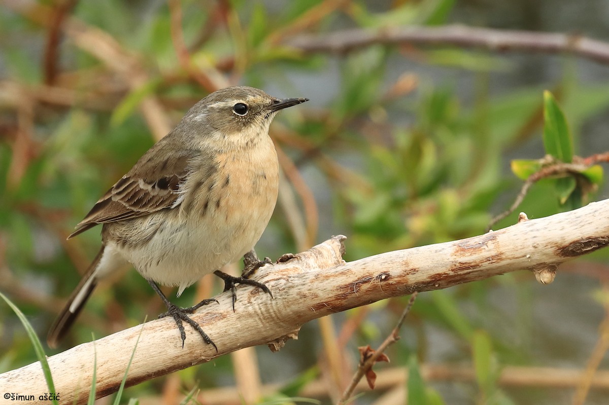 Water Pipit - ML617818355