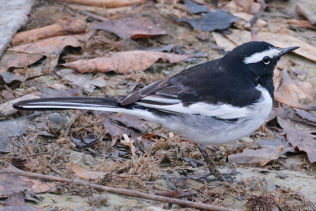 White-browed Wagtail - Dolors Yong
