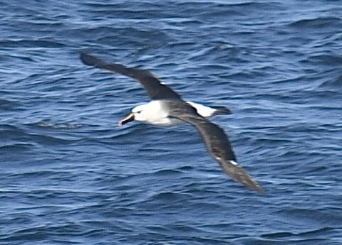 Atlantik Sarı Gagalı Albatrosu - ML617818383