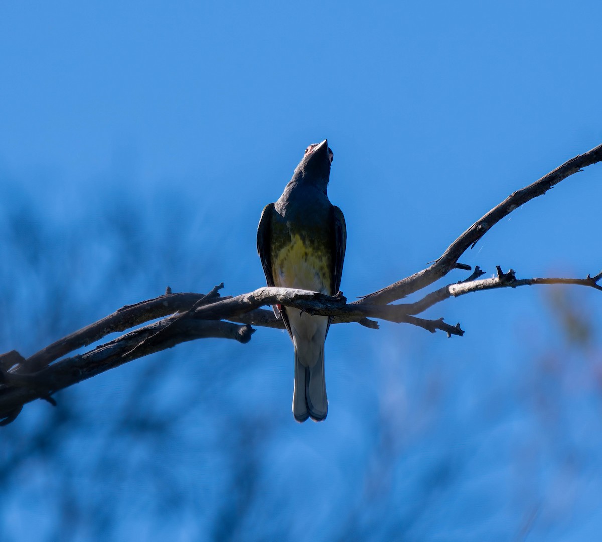 Australasian Figbird - ML617818395