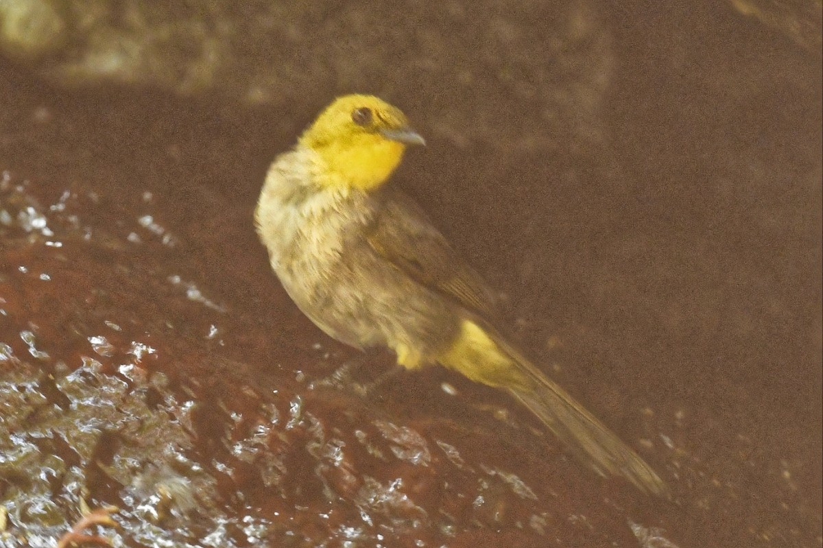 Yellow-throated Bulbul - Renuka Vijayaraghavan