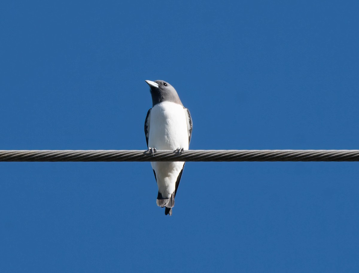 White-breasted Woodswallow - Gordon Arthur