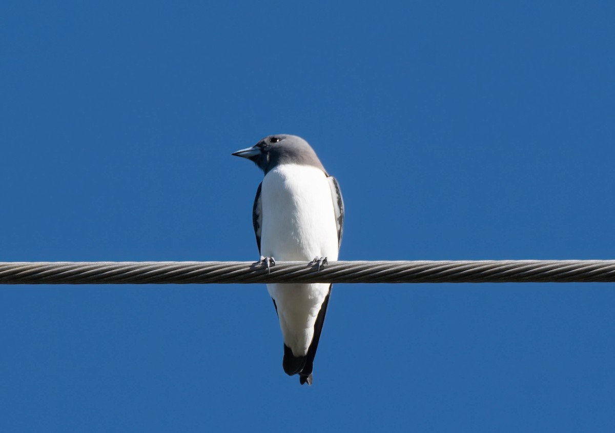 White-breasted Woodswallow - ML617818401