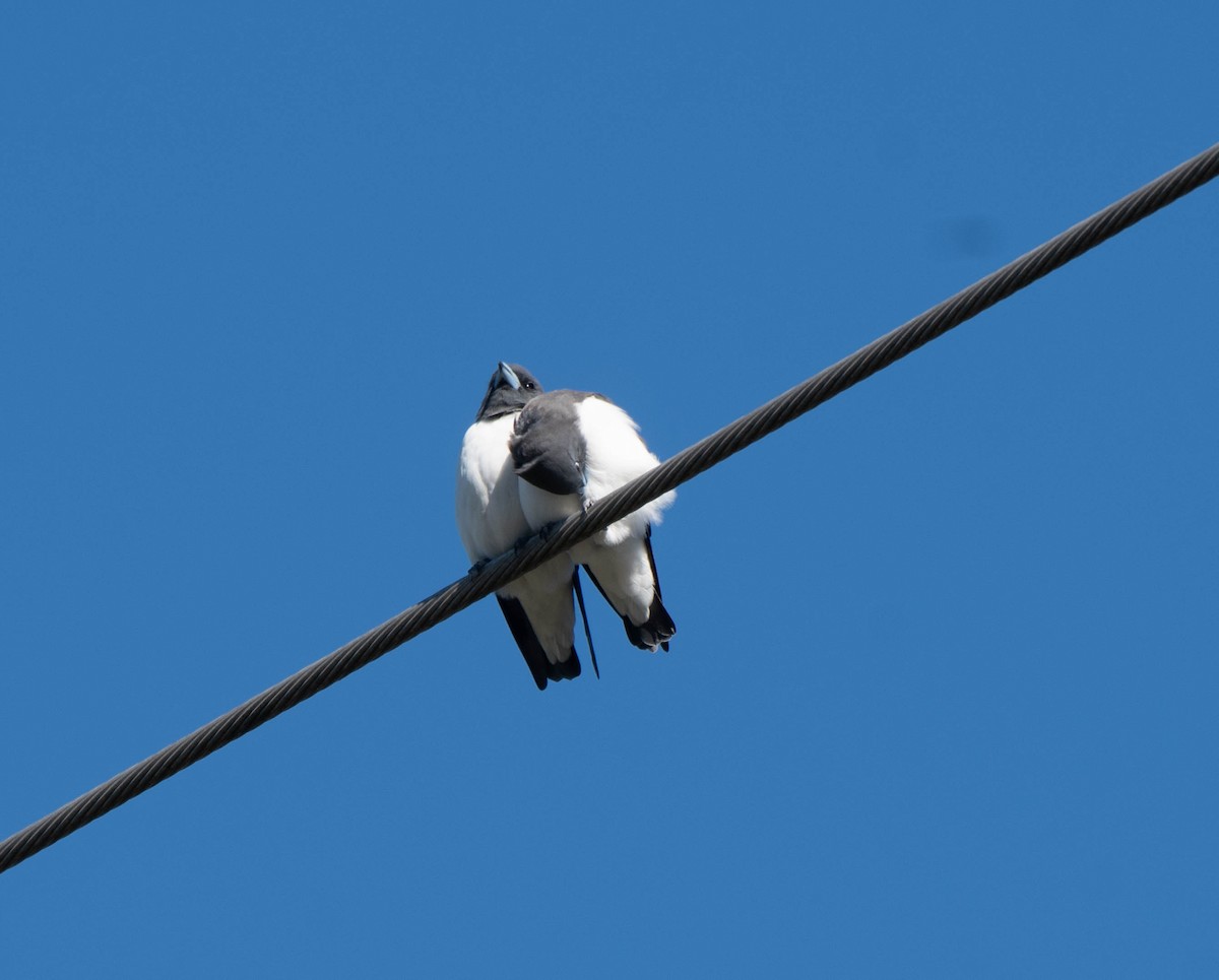 White-breasted Woodswallow - ML617818402