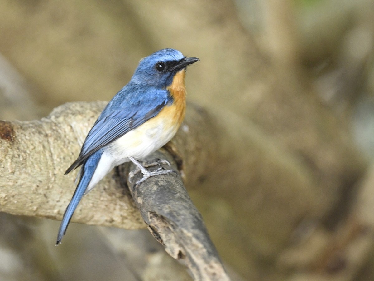 Tickell's Blue Flycatcher - Renuka Vijayaraghavan