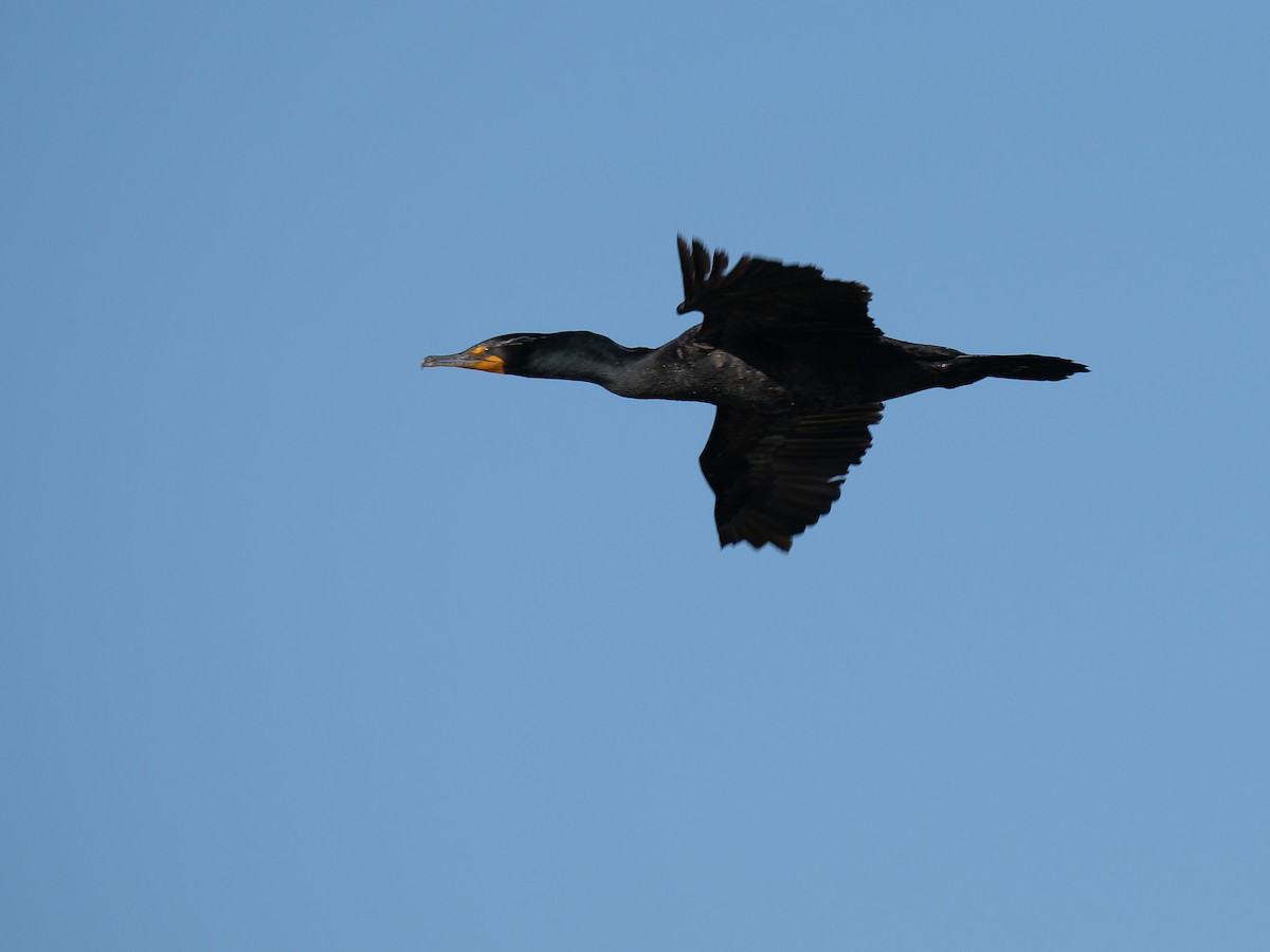 Double-crested Cormorant - Al Chase