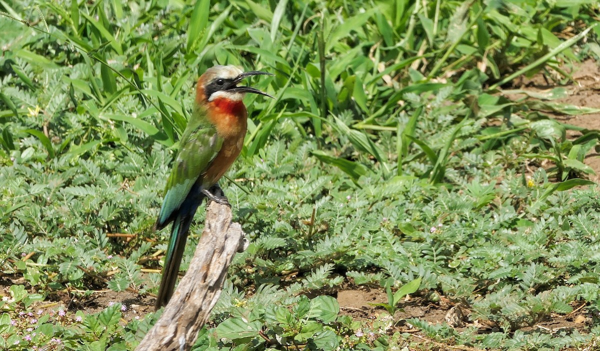 White-fronted Bee-eater - ML617818484
