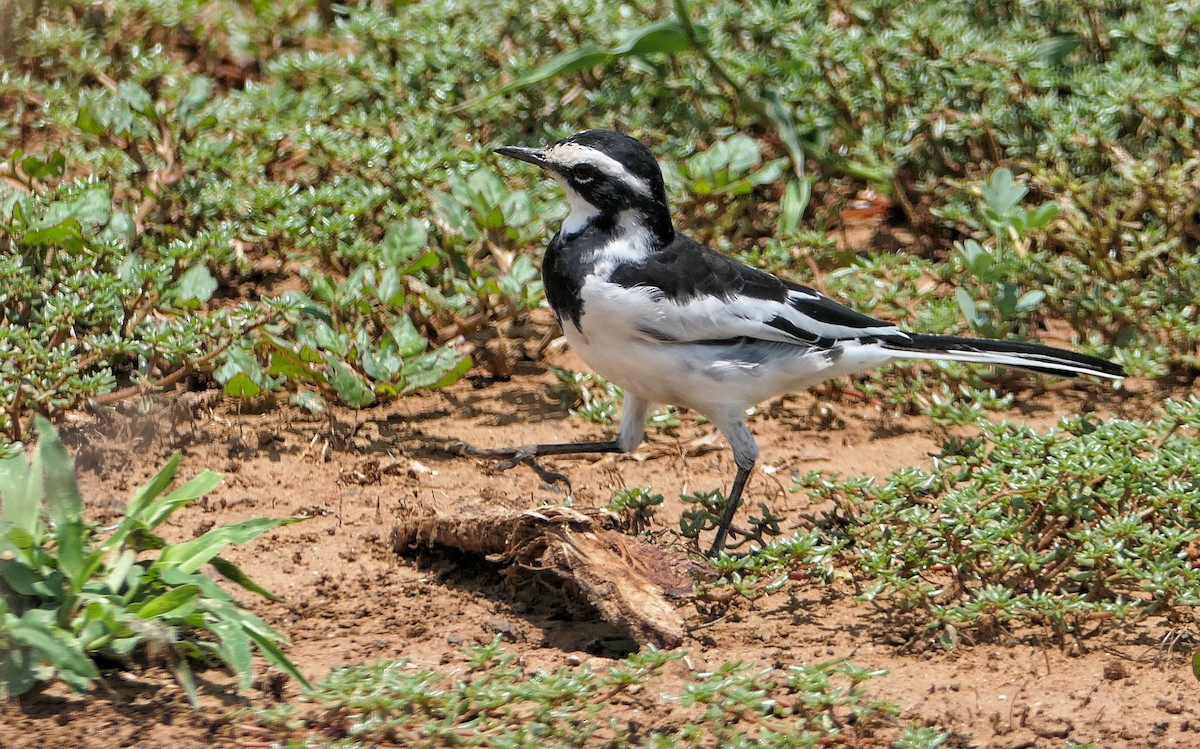 African Pied Wagtail - ML617818493