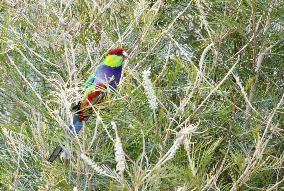 Red-capped Parrot - ML617818497