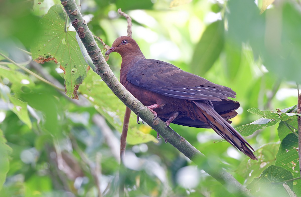 Philippine Cuckoo-Dove - ML617818504