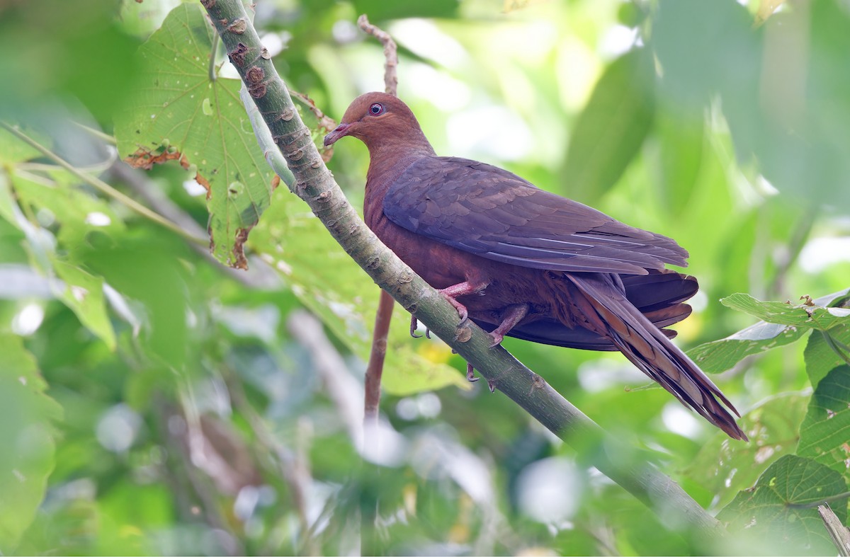 Philippine Cuckoo-Dove - ML617818505