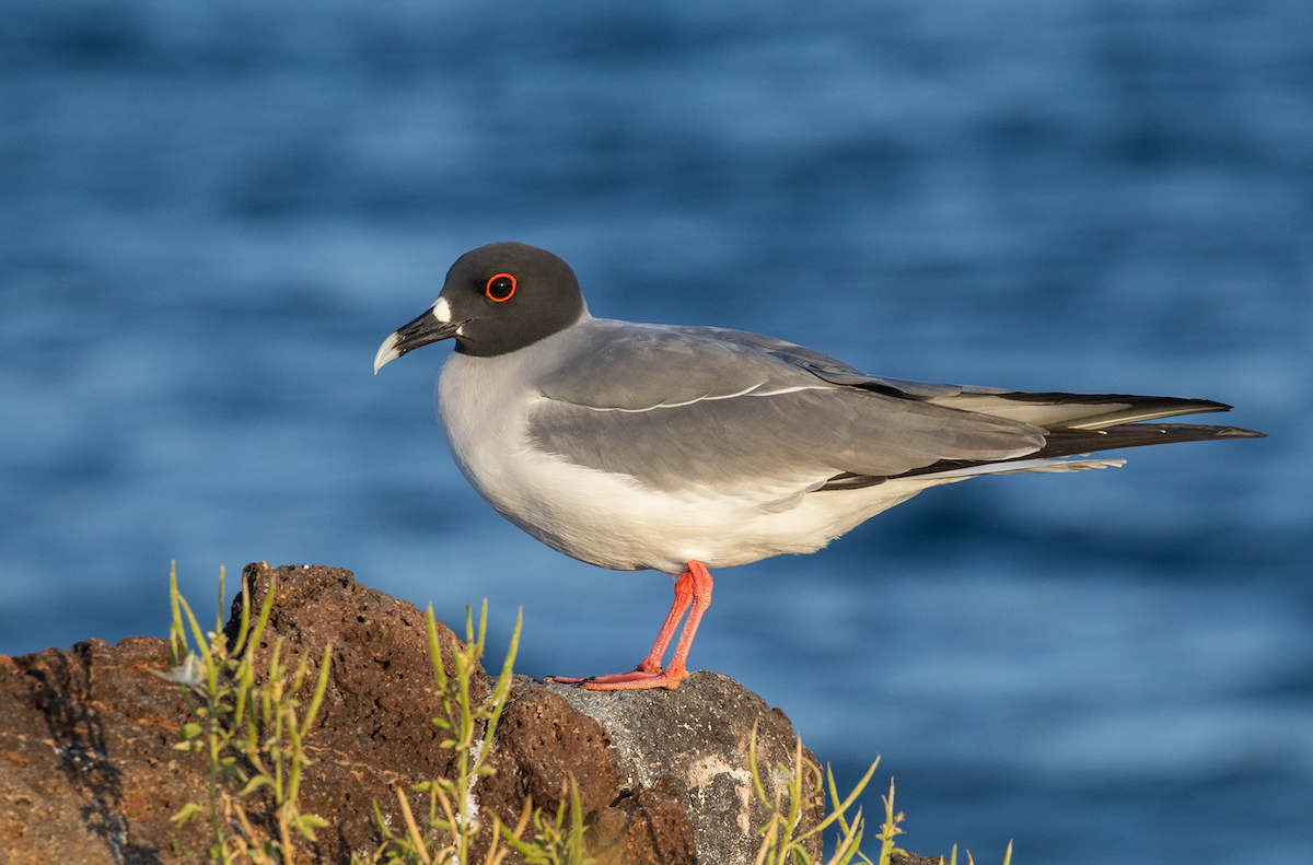 Swallow-tailed Gull - ML617818513