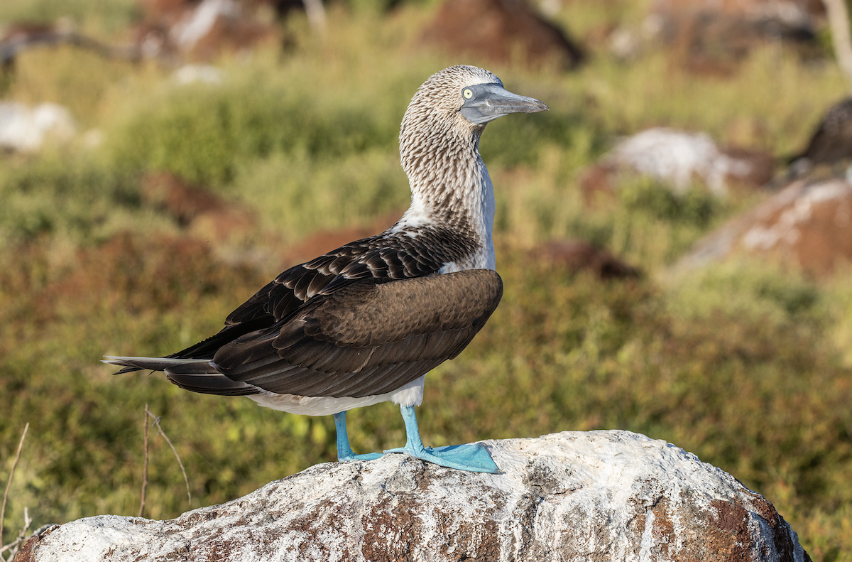 Blue-footed Booby - ML617818547