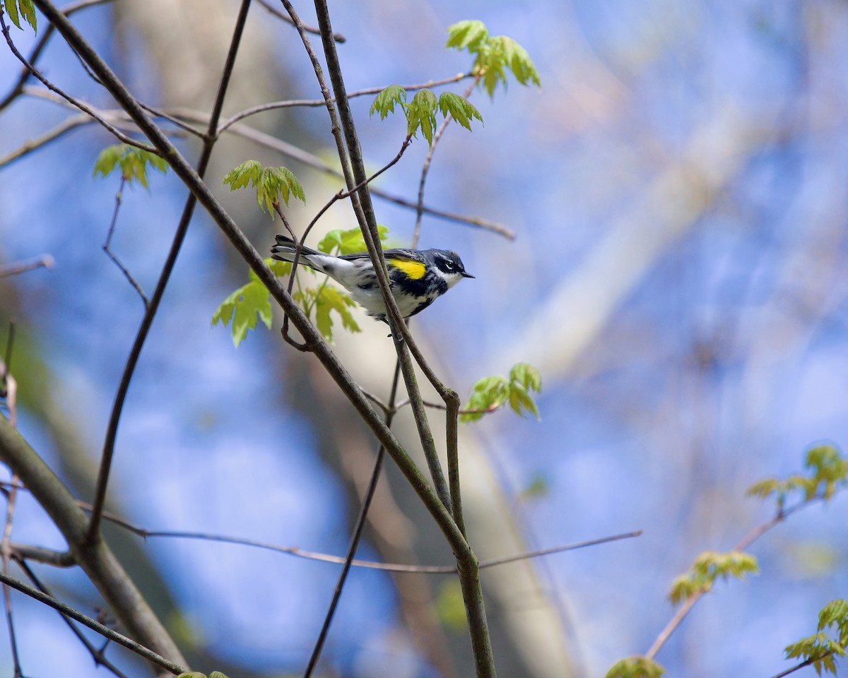 Yellow-rumped Warbler (Myrtle) - ML617818576