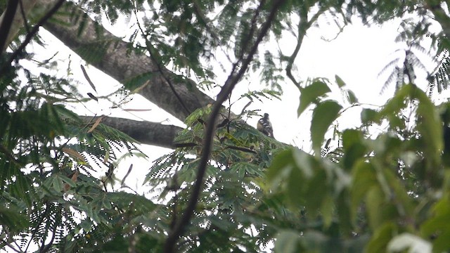 Gray-capped Pygmy Woodpecker - ML617818590