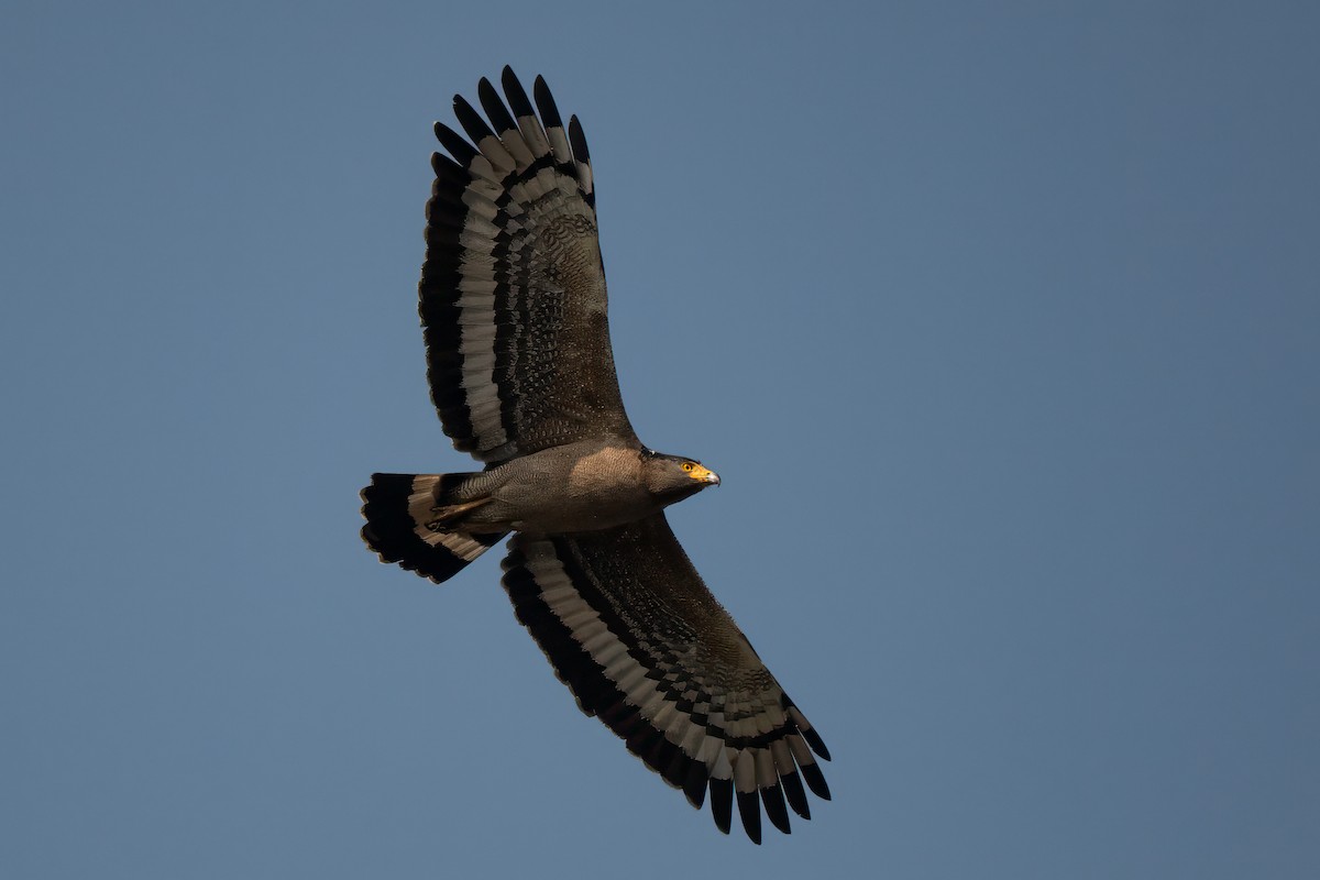 Crested Serpent-Eagle - ML617818609