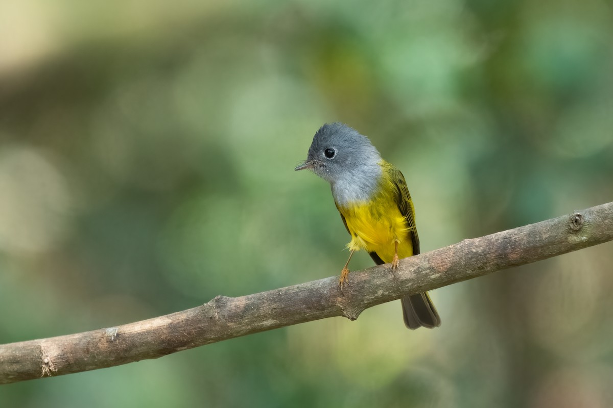 Gray-headed Canary-Flycatcher - Adit  Jeyan