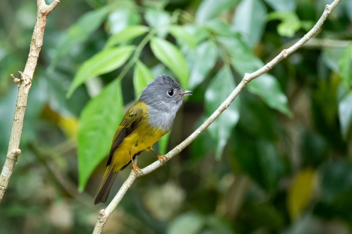 Gray-headed Canary-Flycatcher - Adit  Jeyan
